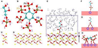 QM/MM Molecular Dynamics Investigation of the Binding of Organic Phosphates to the 100 Diaspore Surface